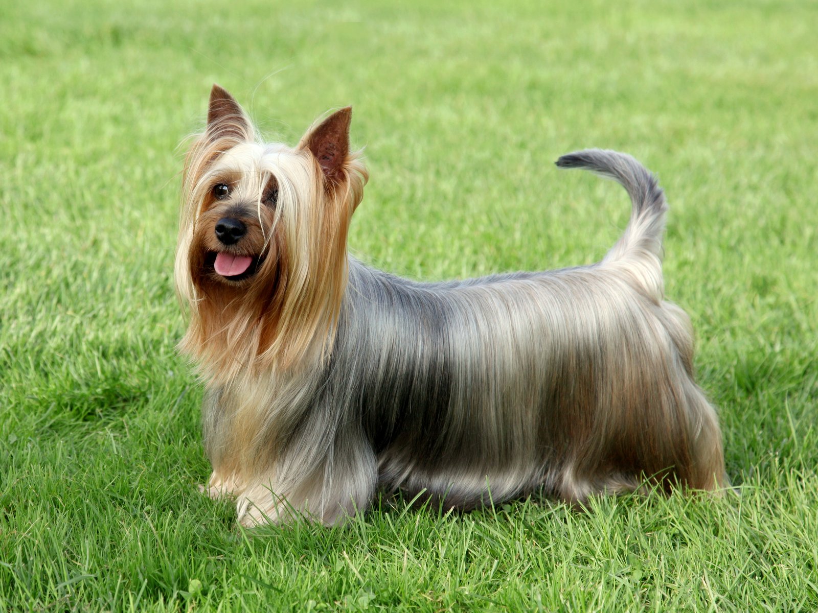 Fryzury dla psa rasy australian silky terrier