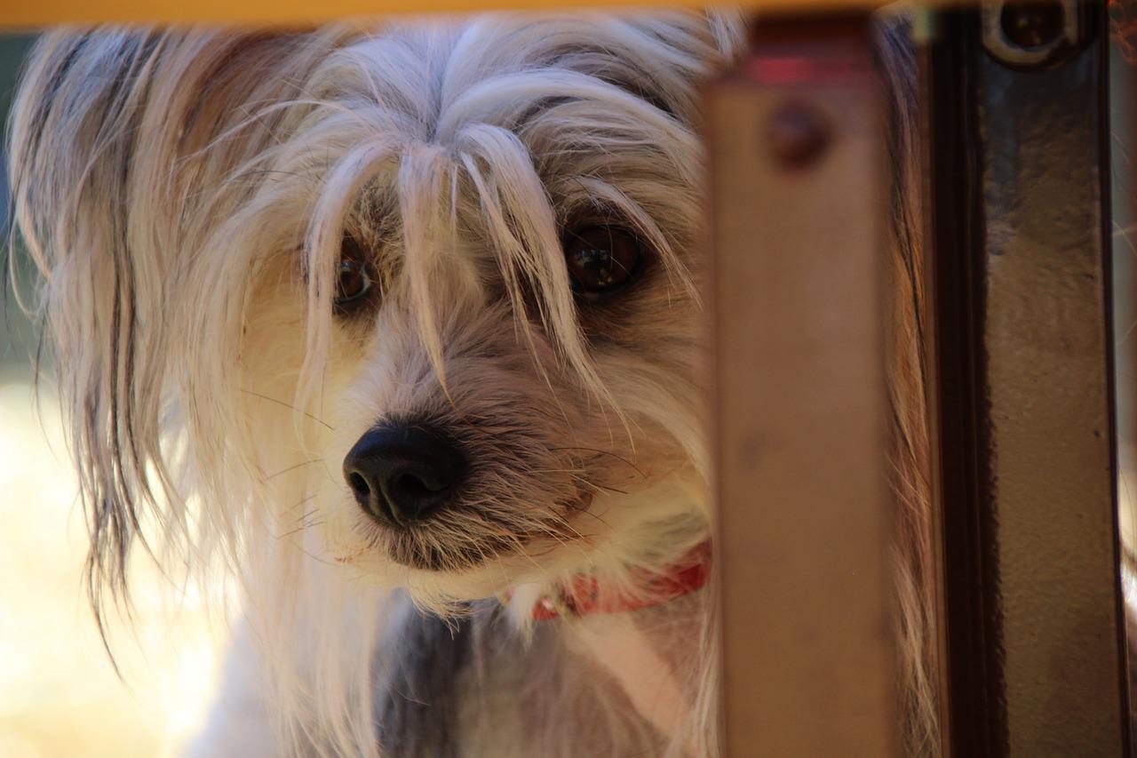 Jak długo wychowuje się pies rasy autralian silky terrier?