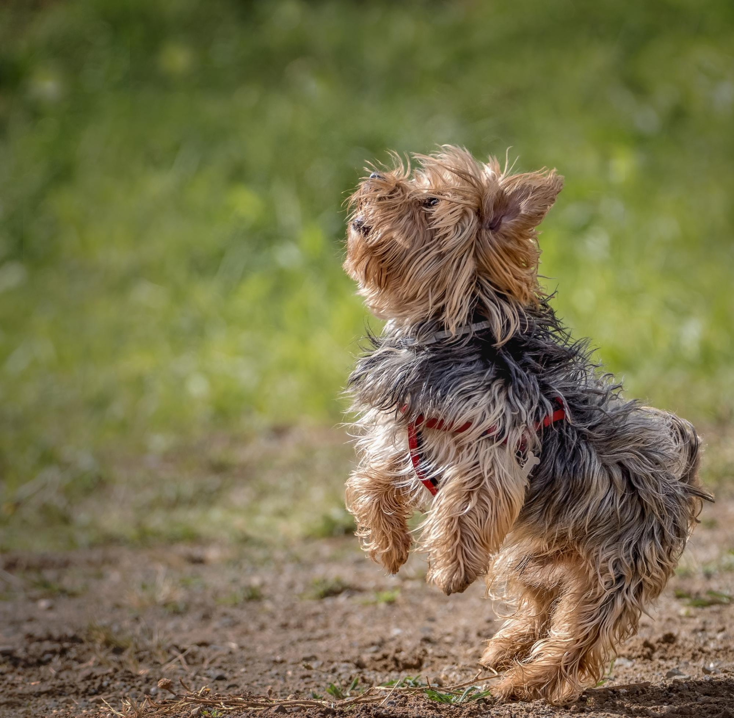 Gdzie najlepiej kupić psa rasy yorkshire terrier?