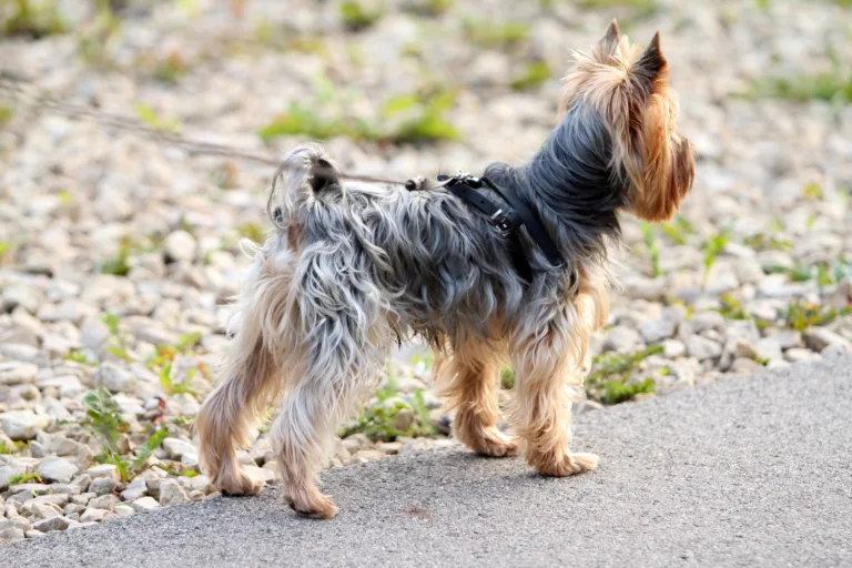 Fundacje pomagające psom rasy yorkshire terrier?