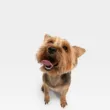 Miniaturka psa rasy yorkshire terrier