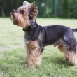 Czy pies rasy yorkshire terrier umie polować?