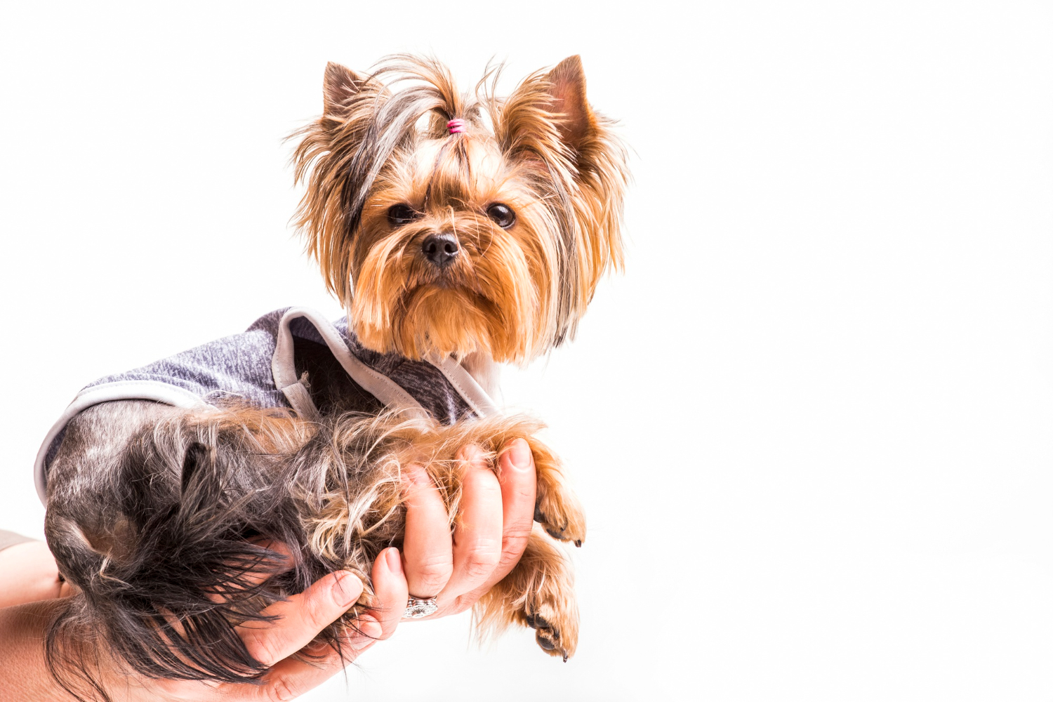 Jakie są rodzaje psów rasy terrier?
