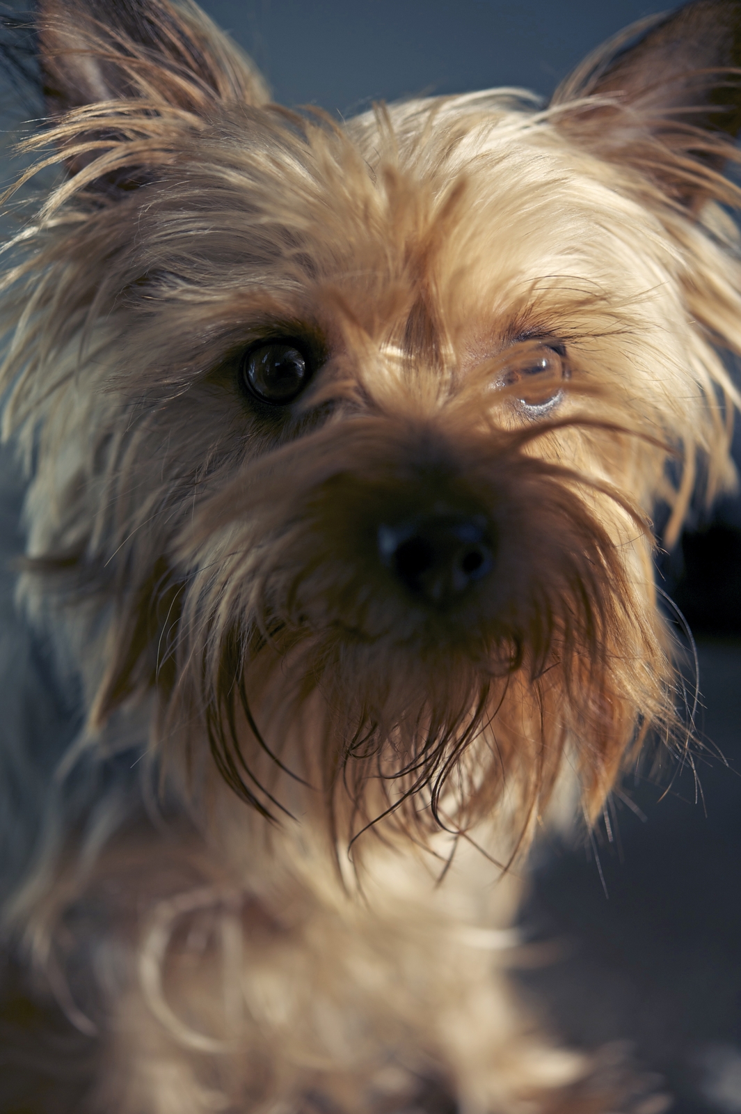 Jaki tryb życia ma pies rasy australian silky terrier?