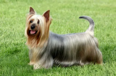 Fryzury dla psa rasy australian silky terrier