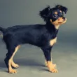 Różnica między rasom autralian silky terrier a english toy terrier?