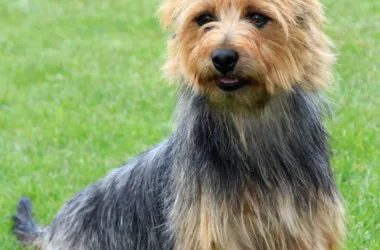 Jak długo żyje pies rasy australian silky terrier?