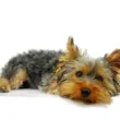 Ile dziennie śpi English toy terrier?