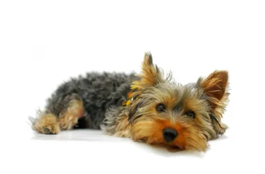 Ile dziennie śpi English toy terrier?
